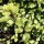  (14/03/2018) Pittosporum tenuifolium 'Cratus' added by Shoot)