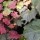  (14/03/2018) Parthenocissus tricuspidata 'Purpurea' added by Shoot)