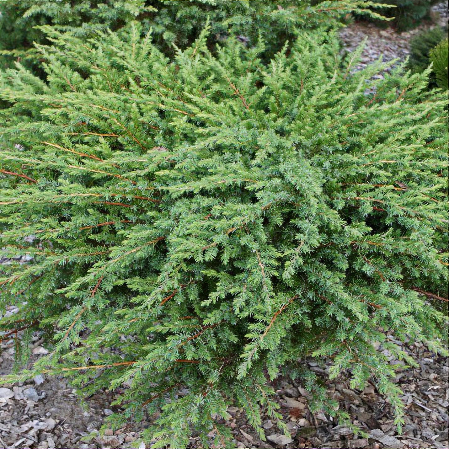 Juniperus rigida subsp. conferta 'Schlager' 