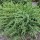  (14/03/2018) Juniperus rigida subsp. conferta 'Schlager'  added by Shoot)