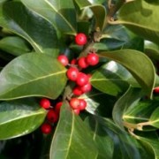  (15/03/2018) Ilex x altaclerensis 'Camelliifolia' added by Shoot)