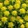  (15/03/2018) Euphorbia epithymoides 'Senior' added by Shoot)