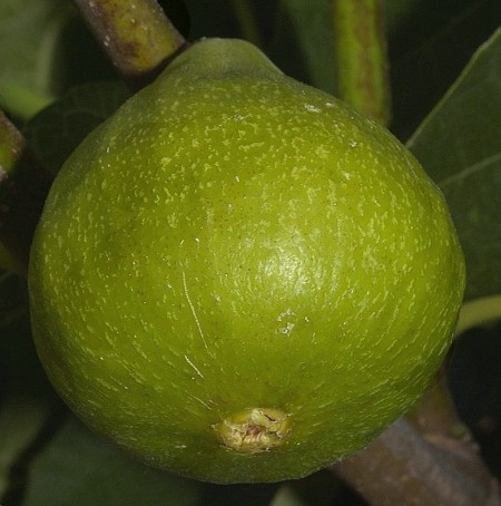 Ficus carica 'Jannot'