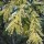  (15/03/2017) Acacia floribunda added by Shoot)