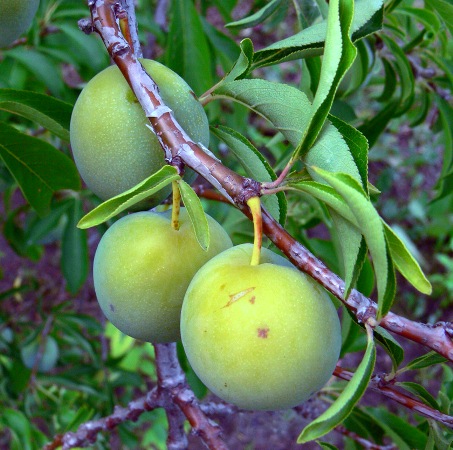 Prunus domestica subsp. italica