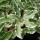  (15/03/2018) Pittosporum tenuifolium 'Argyrophyllum' added by Shoot)