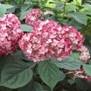  (21/03/2018) Hydrangea arborescens 'Ruby Annabelle' added by Shoot)