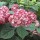  (21/03/2018) Hydrangea arborescens 'Ruby Annabelle' added by Shoot)