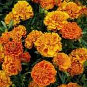  (22/03/2018) Tagetes patula 'Honeycomb'  added by Shoot)
