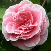  (22/03/2018) Camellia japonica 'Tomorrow's Dawn' added by Shoot)
