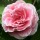  (22/03/2018) Camellia japonica 'Tomorrow's Dawn' added by Shoot)