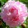  (22/03/2018) Paeonia lactiflora 'Hermione' added by Shoot)