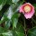  (22/03/2018) Camellia japonica 'Kingyo-tsubaki' added by Shoot)