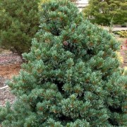  (22/03/2018) Pinus parviflora 'Negishi'  added by Shoot)