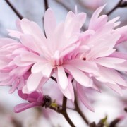 (27/03/2018) Magnolia stellata 'Jane Platt' added by Shoot)