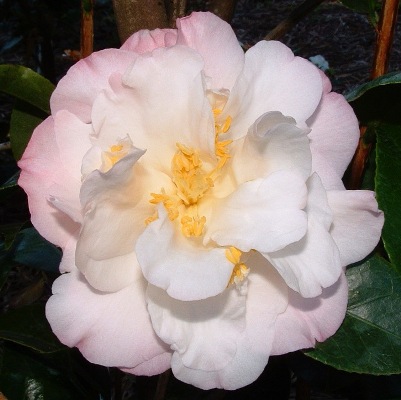 Camellia japonica 'Erin Farmer'
