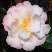 (27/03/2018) Camellia japonica 'Erin Farmer' added by Shoot)