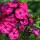  (29/03/2018) Phlox paniculata 'Othello' added by Shoot)