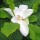  (03/04/2018) Magnolia macrophylla subsp. ashei added by Shoot)