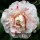  (04/04/2018) Camellia japonica 'William Honey' added by Shoot)