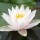  (04/04/2018) Nymphaea 'Lactea' added by Shoot)