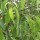  (05/04/2018) Salix amygdaloides added by Shoot)