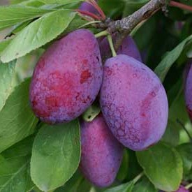Prunus domestica 'Giant Prune'
