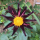 Dahlia 'Verrone's Obsidian' (Dahlia 'Verrone's Obsidian') Added by Nicola