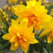  (09/04/2018) Narcissus 'Tete Boucle' added by Shoot)