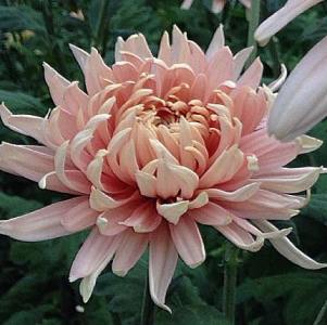 Chrysanthemum 'Avignon Pink'