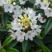 rh (10/04/2018) Rhododendron 'Iida Milky Way' added by Shoot)