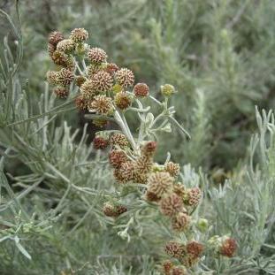 Artemisia californica 