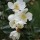  (16/04/2018) Magnolia laevifolia 'Summer Snowflake' added by Shoot)