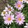  (17/04/2018) Argyranthemum 'Petite Pink' added by Shoot)