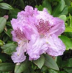 Rhododendron 'Lavendula'