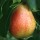  (17/04/2018) Pyrus communis 'Jargonelle' added by Shoot)