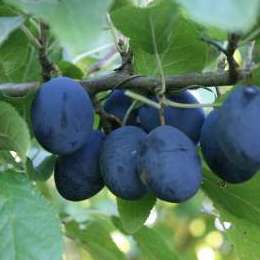 Prunus insititia 'Blue Violet Damson'