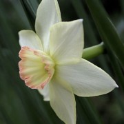  (17/04/2018) Narcissus 'Roberta Watrous' added by Shoot)