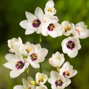  (18/04/2018) Ixia 'Giant' added by Shoot)