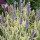  (19/04/2018) Lavender angustifolia 'Platinum Blonde' added by Shoot)