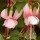  (19/04/2018) Fuchsia 'Lauren' added by Shoot)