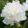 (19/04/2018) Paeonia lactiflora 'Madame Lemoine' added by Shoot)