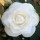  (25/04/2018) Camellia japonica 'Snow White' added by Shoot)