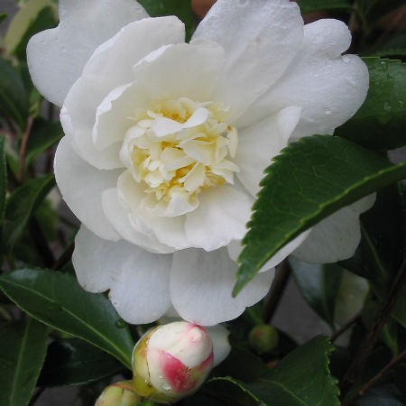 Camellia sasanqua 'Winter's Snowman'