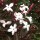  (01/05/2018) Jasminum polyanthum dark red-leaved added by Shoot)