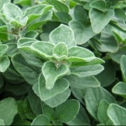 (01/05/2018) Origanum 'Hot and Spicy' added by Shoot)