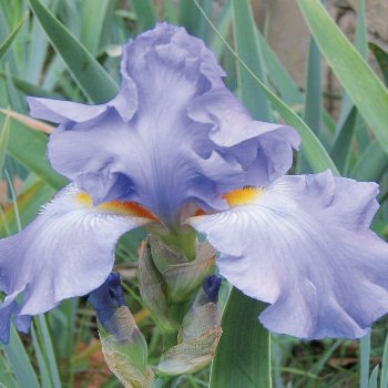 Iris 'Metal Blue'