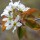  (04/05/2018) Amelanchier alnifolia 'Forestburg' added by Shoot)