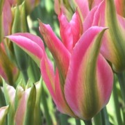  (17/05/2018) Tulipa 'Virichic' added by Shoot)