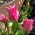 Tulipa 'Virichic' growing on my balcony garden Added by Judi Samuels Garden Design